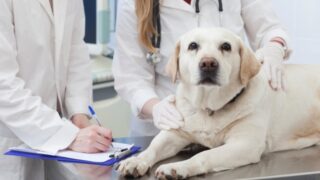 犬の糸球体腎炎