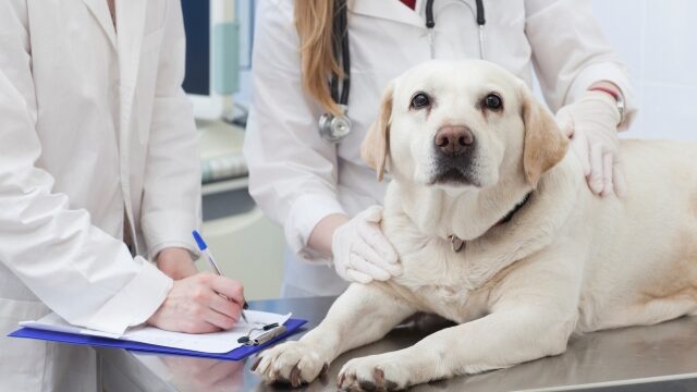 犬の糸球体腎炎