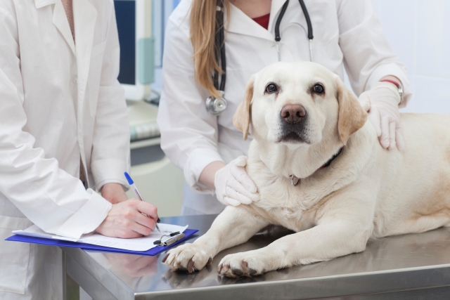犬の糸球体腎炎