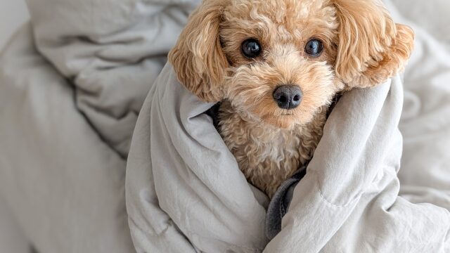 犬のファンコニー症候群