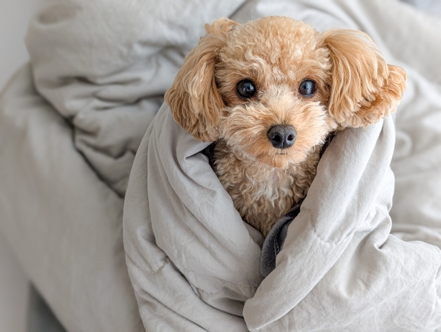 犬のファンコニー症候群