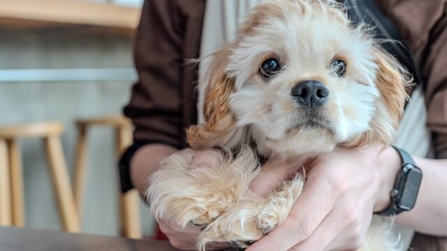 犬のネフローゼ症候群