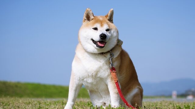 ペットフードについて