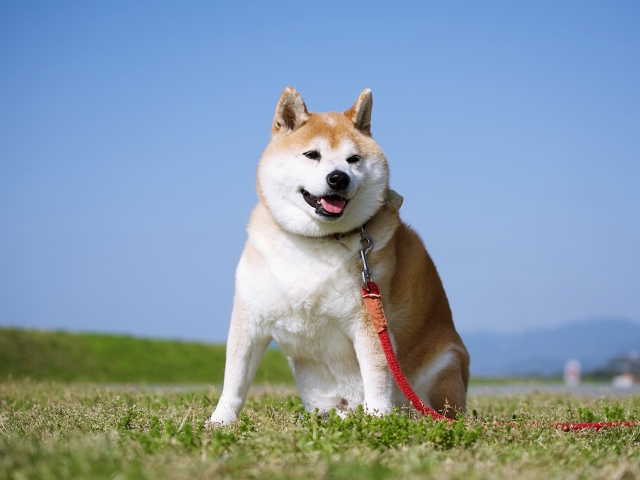 ペットフードについて