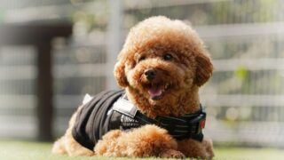 犬の腎臓病と泌尿器疾患の関係