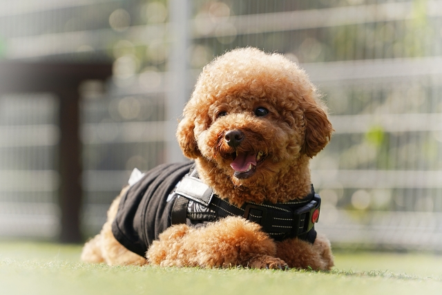 犬の腎臓病と泌尿器疾患の関係