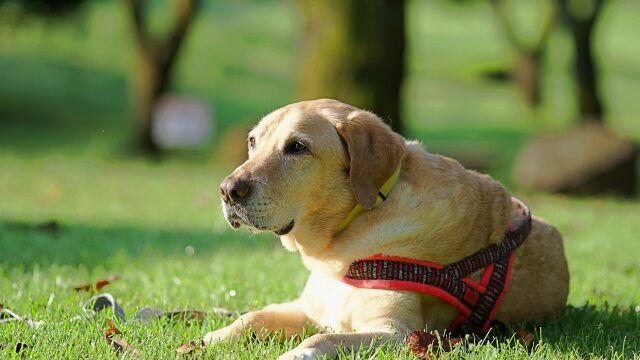 犬の腎臓病と生殖器疾患の関係