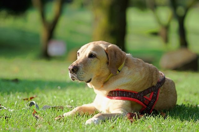 犬の腎臓病と生殖器疾患の関係