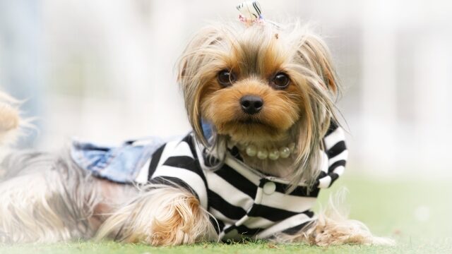 犬の腎臓病と血液疾患の関係