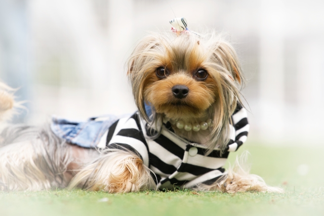 犬の腎臓病と血液疾患の関係