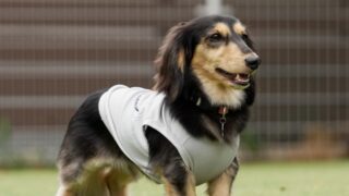 犬の腎臓病と腫瘍疾患の関係