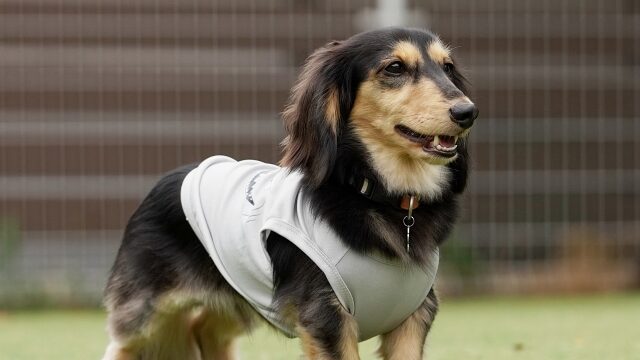 犬の腎臓病と腫瘍疾患の関係