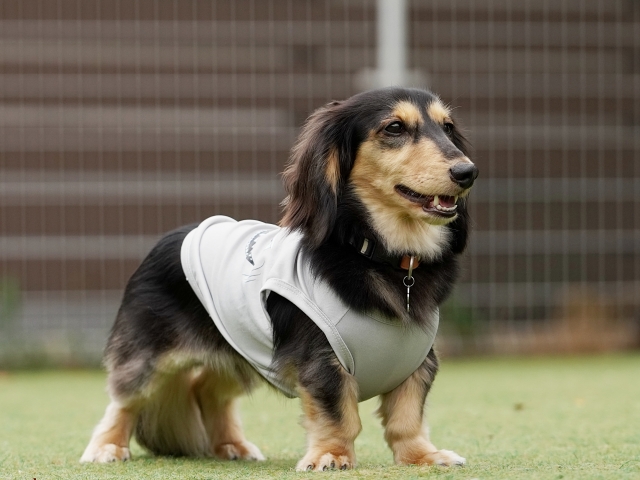 犬の腎臓病と腫瘍疾患の関係