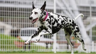 犬の腎不全（尿毒症）