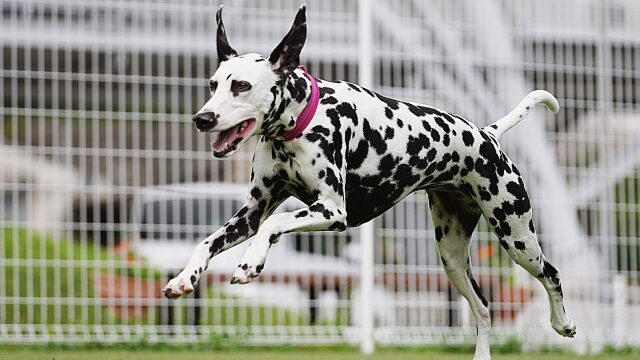 犬の腎不全（尿毒症）