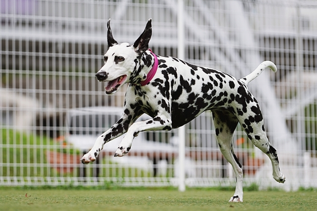 犬の腎不全（尿毒症）