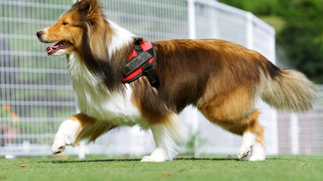 犬の急性腎不全