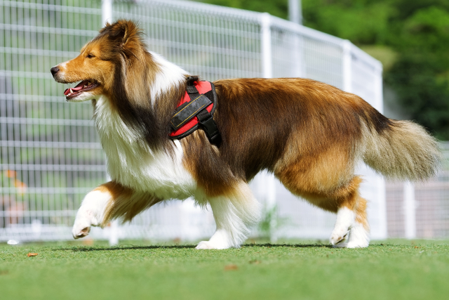 犬の急性腎不全