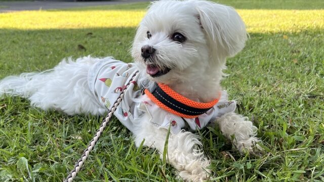 犬の慢性腎不全（CKD）