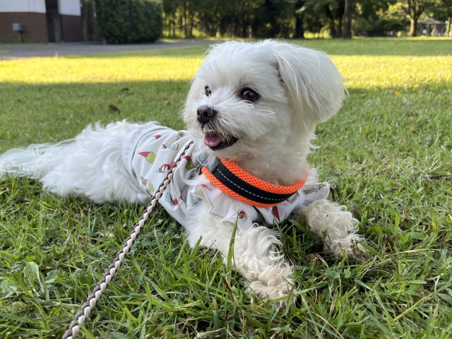 犬の慢性腎不全（CKD）
