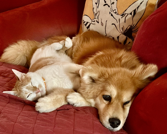 犬の腎盂腎炎（じんうじんえん）