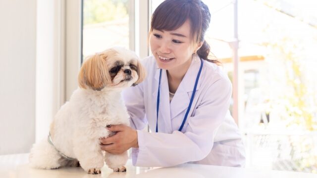 犬の腎炎・フィラリア症に伴う腎障害
