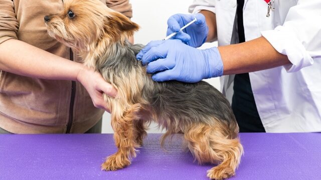 犬の尿路結石症（腎結石）
